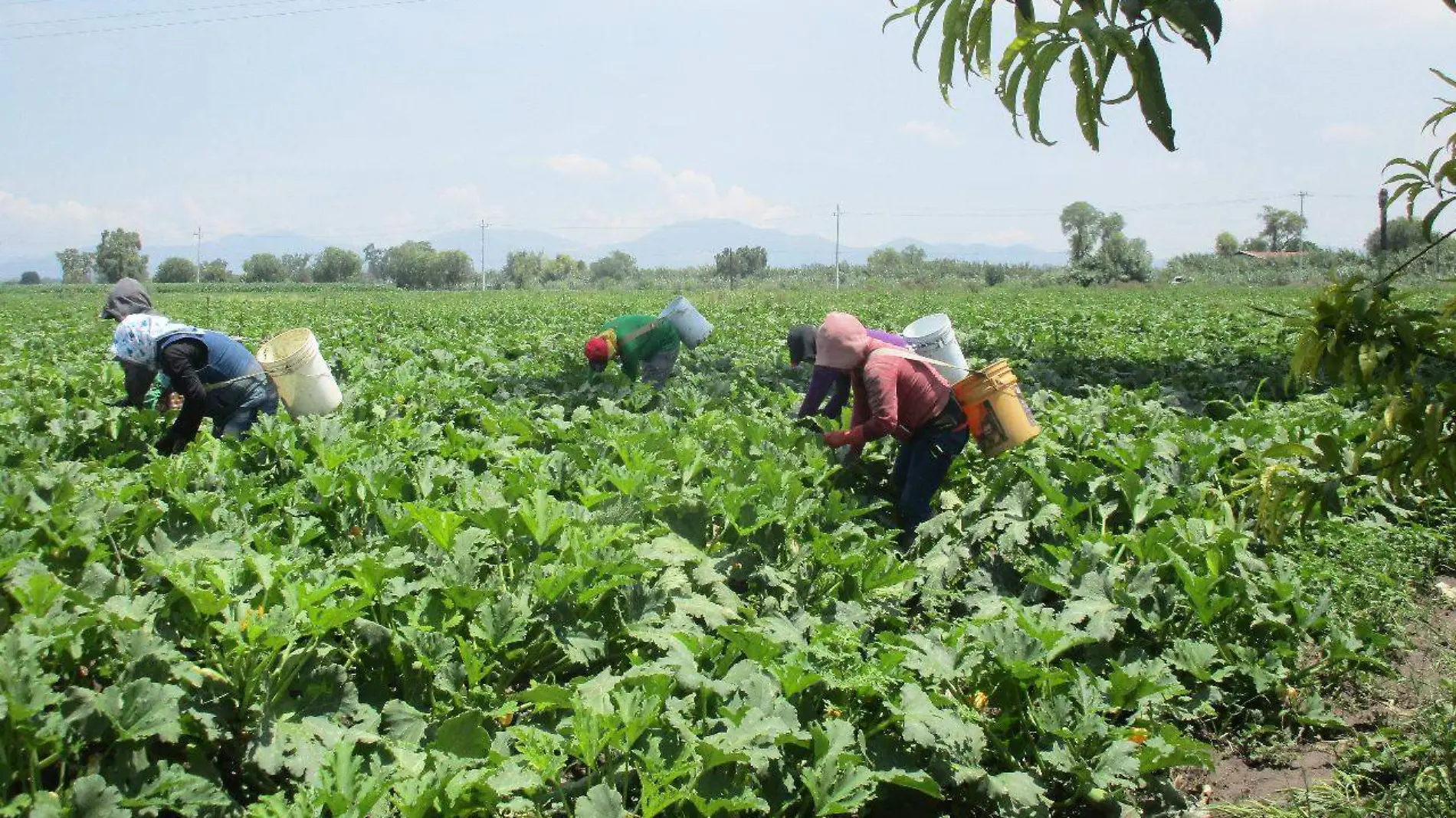 cultivos hidalgo